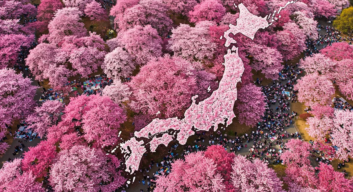 Map of Japan showing the cherry blossom front (sakura zensen) moving north